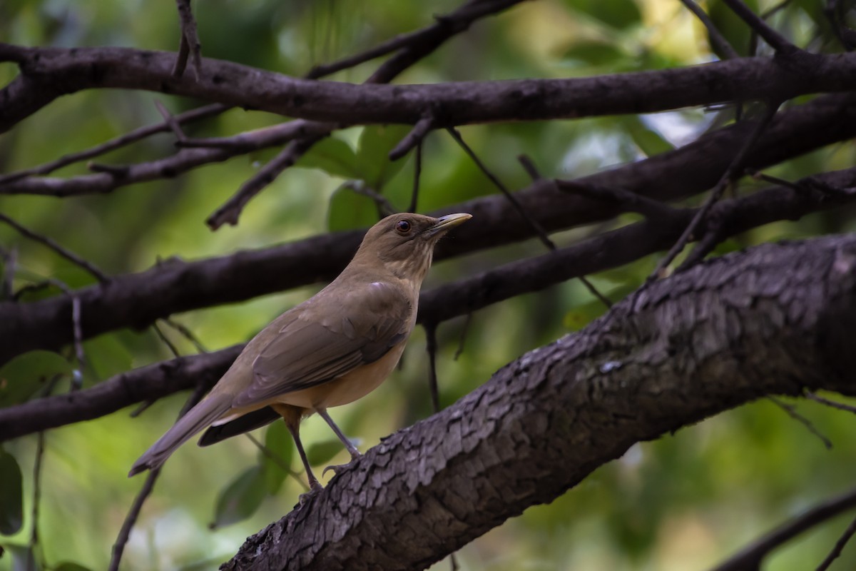 Clay-colored Thrush - ML626666483