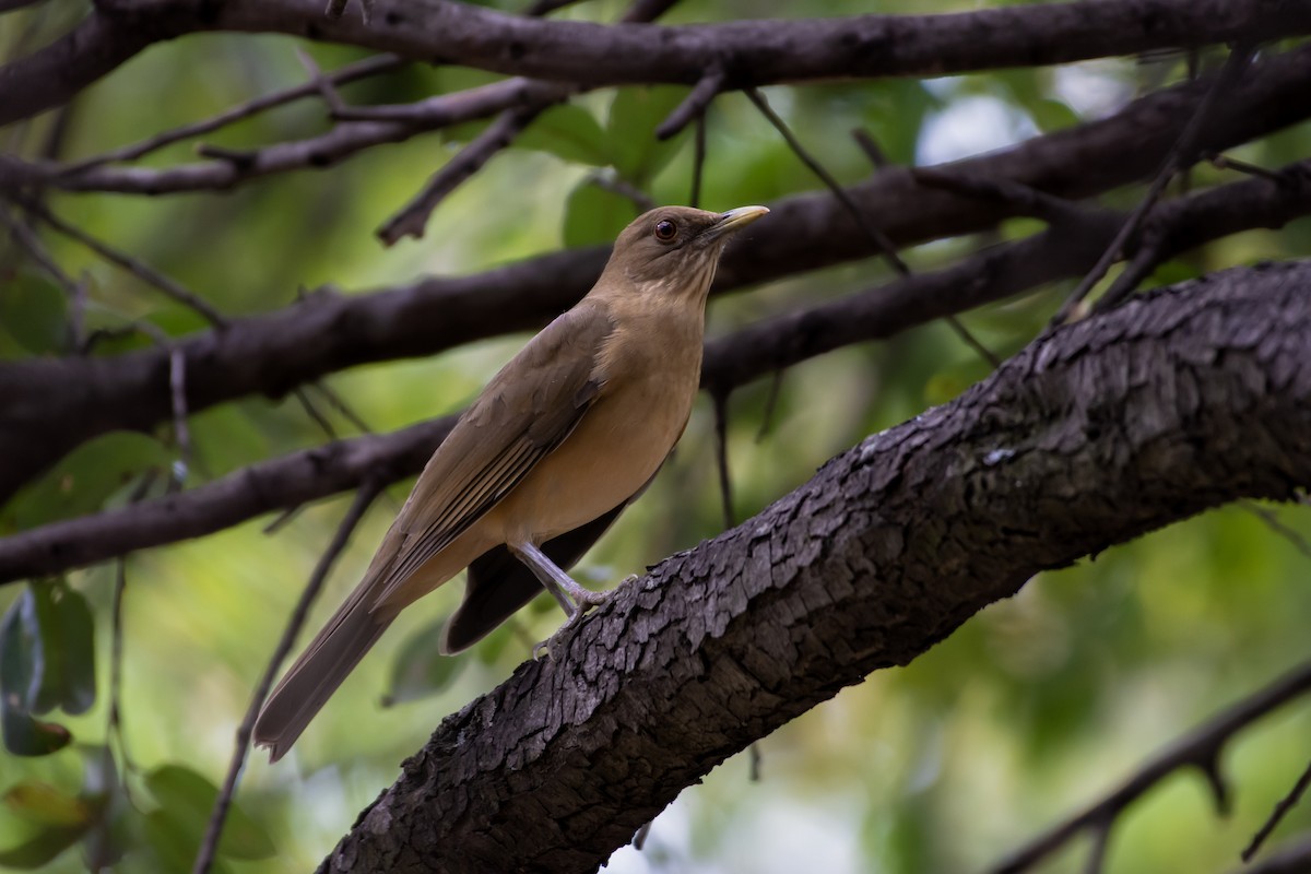 Clay-colored Thrush - ML626666484