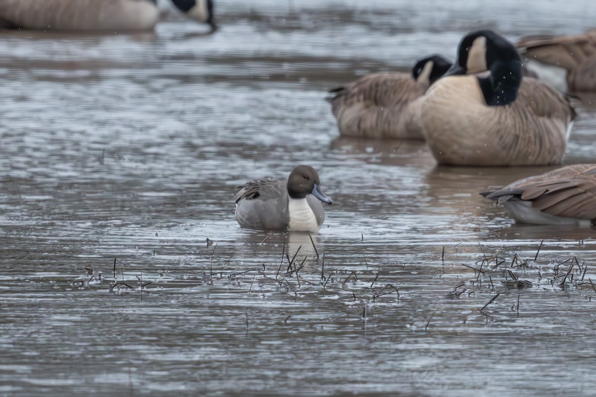 Northern Pintail - ML626666616