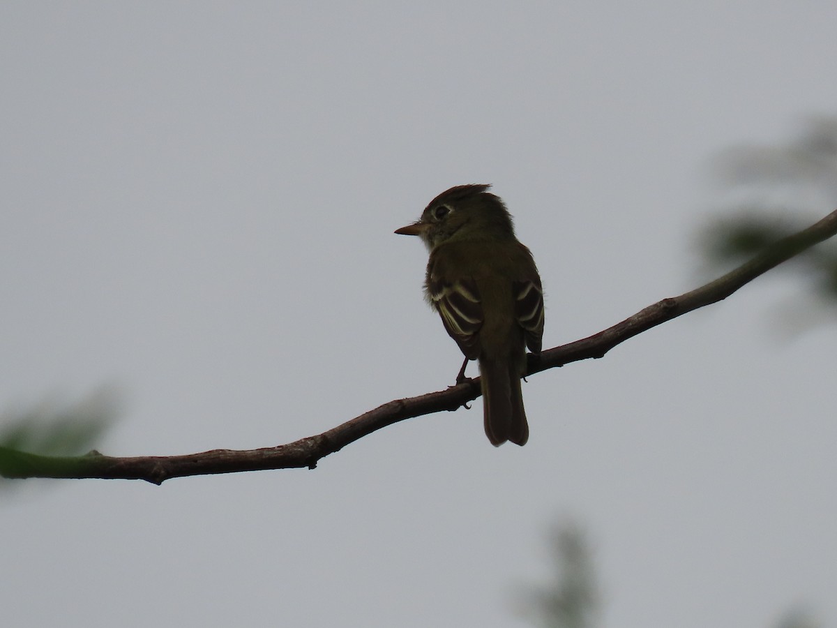 Least Flycatcher - ML626666687