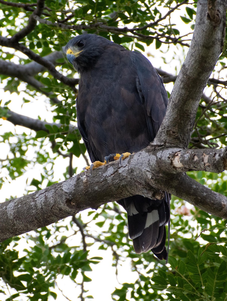 Zone-tailed Hawk - ML626666714