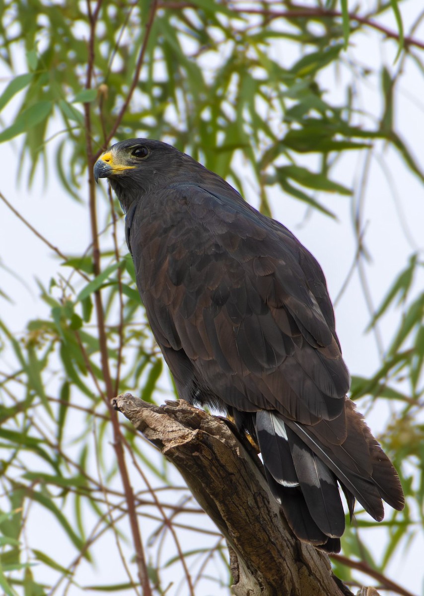 Zone-tailed Hawk - ML626666715