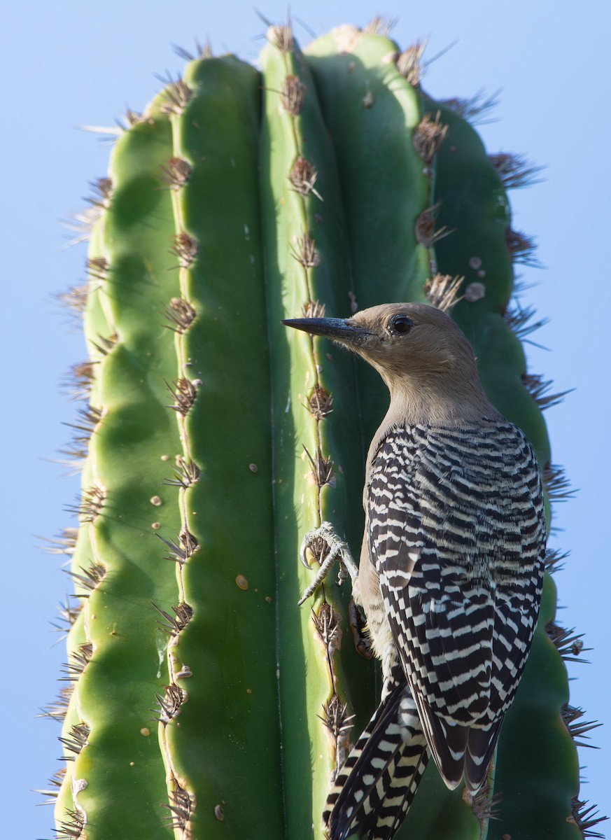 Gila Woodpecker - ML626666721