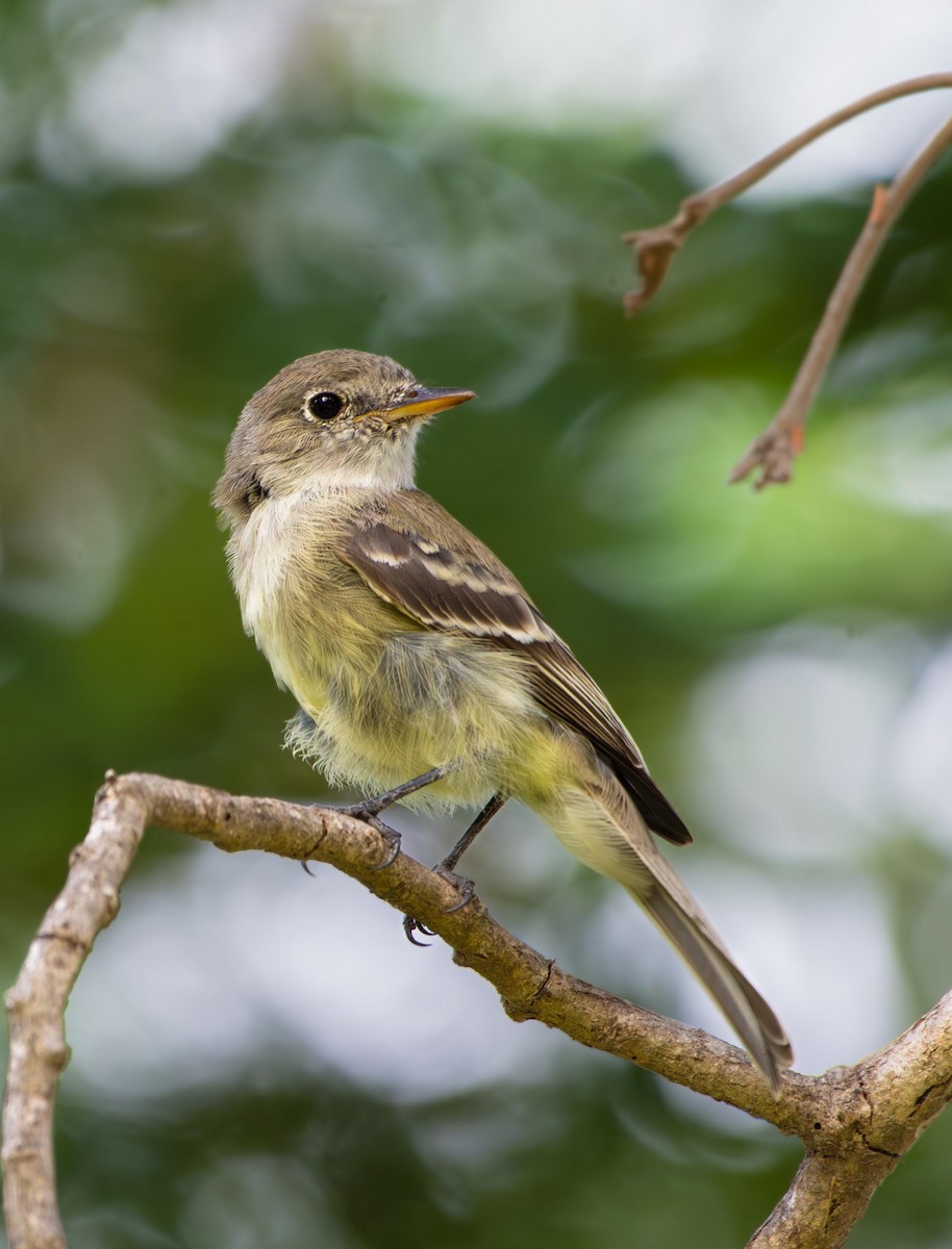 Gray Flycatcher - ML626666726
