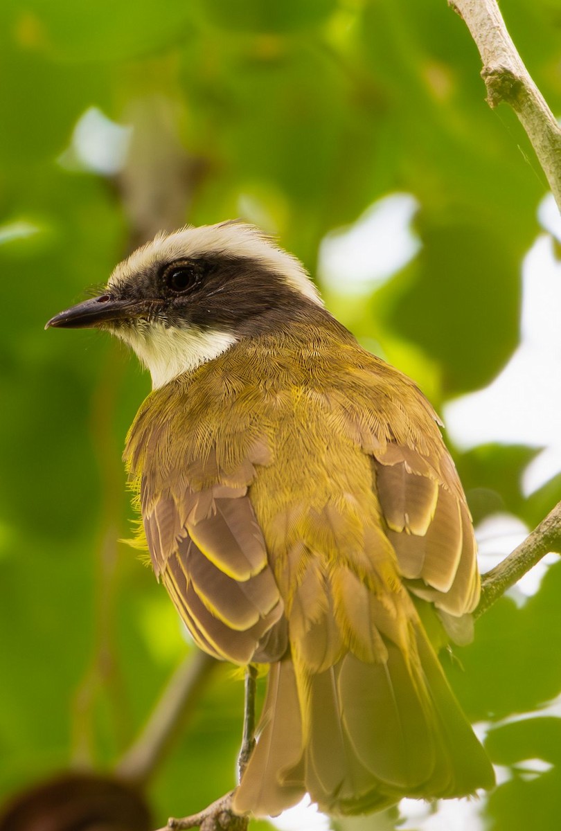 Social Flycatcher - ML626666733