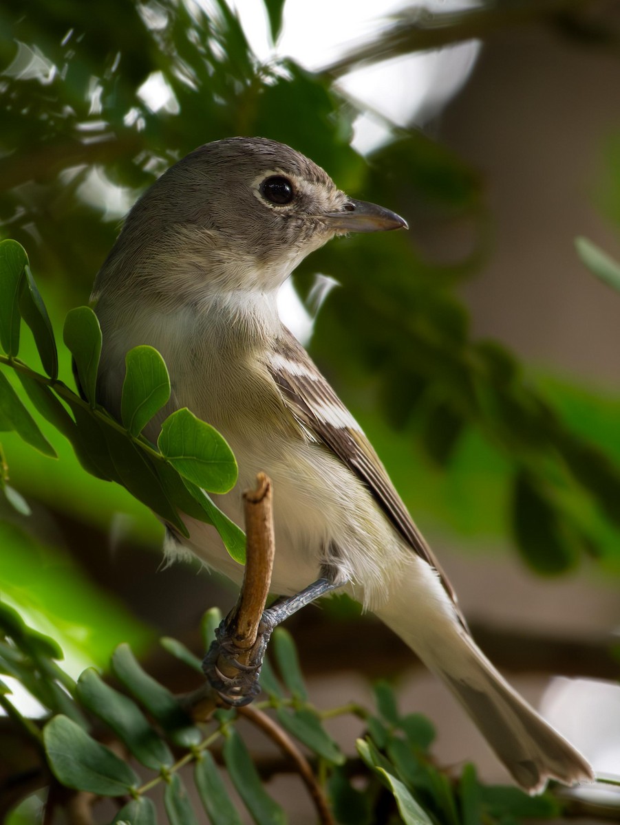 Plumbeous Vireo - ML626666754