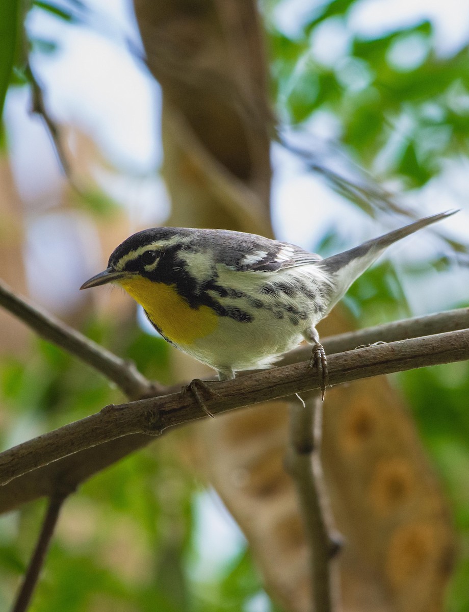 Yellow-throated Warbler - ML626666771
