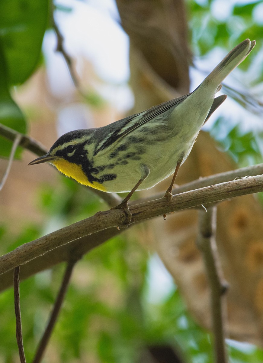 Yellow-throated Warbler - ML626666772
