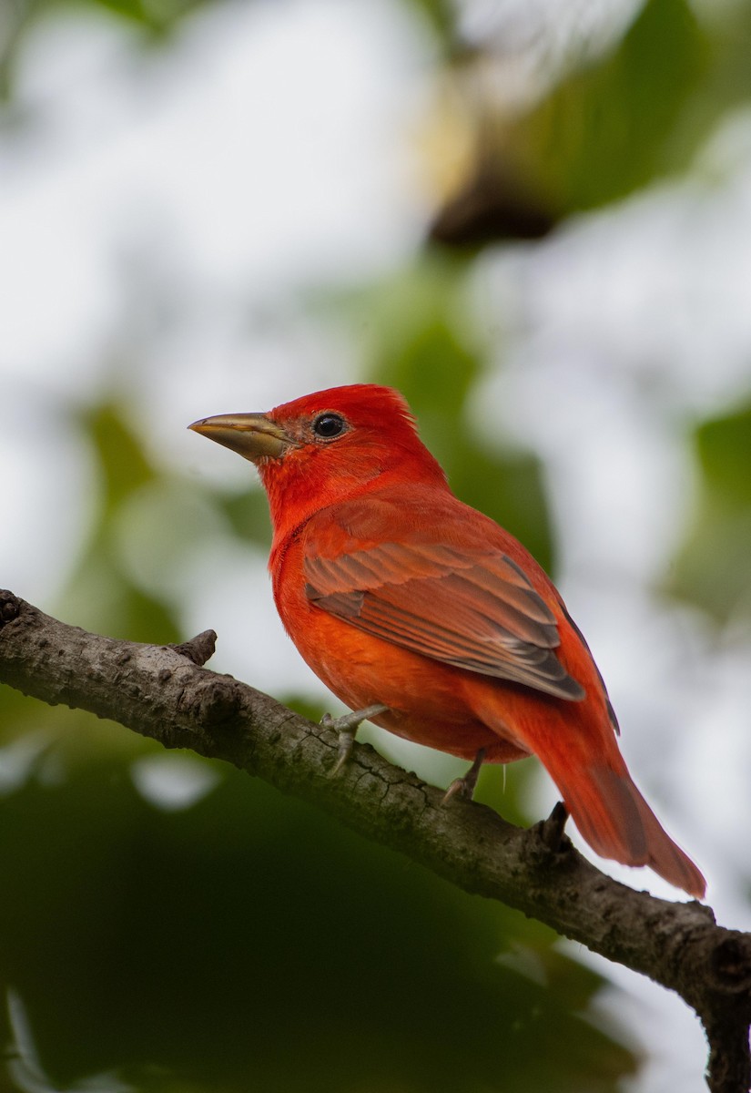 Summer Tanager - ML626666779