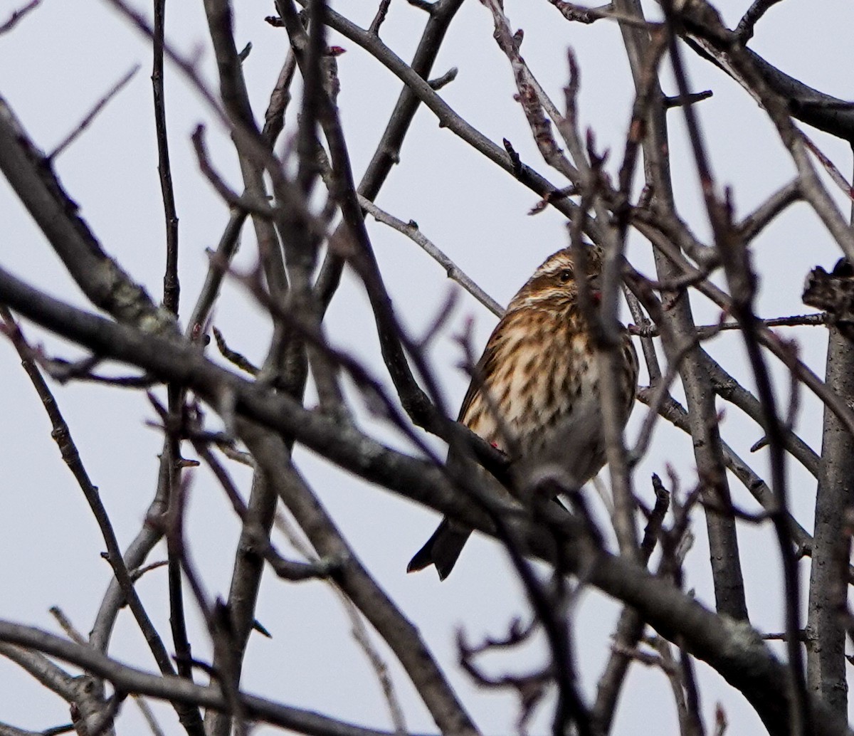Purple Finch - ML626666917