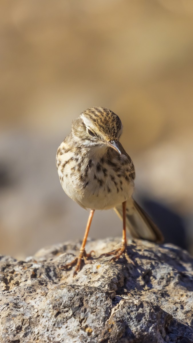 Berthelot's Pipit - ML626666938