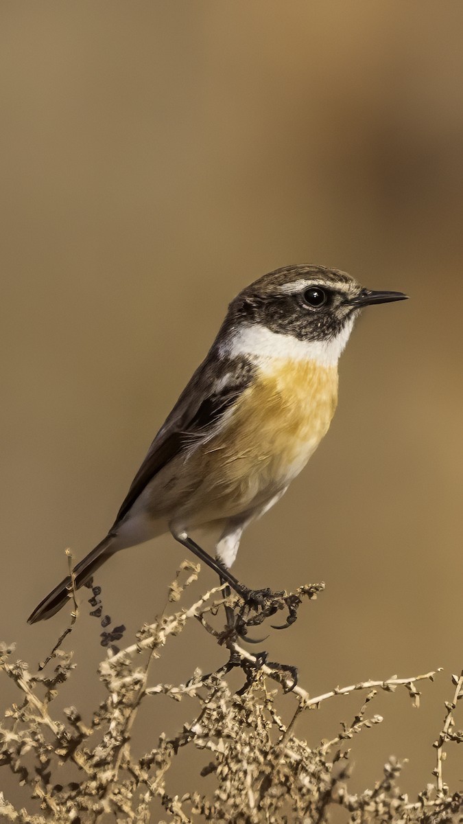 Fuerteventura Stonechat - ML626666959