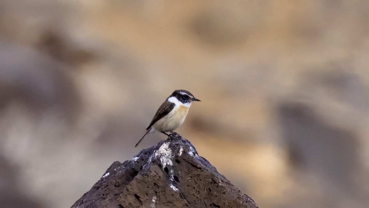 Fuerteventura Stonechat - ML626666962
