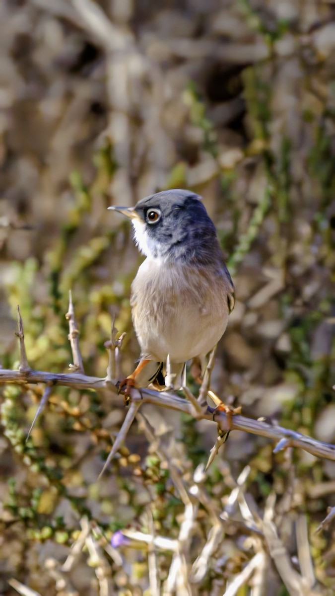 Spectacled Warbler - ML626666973