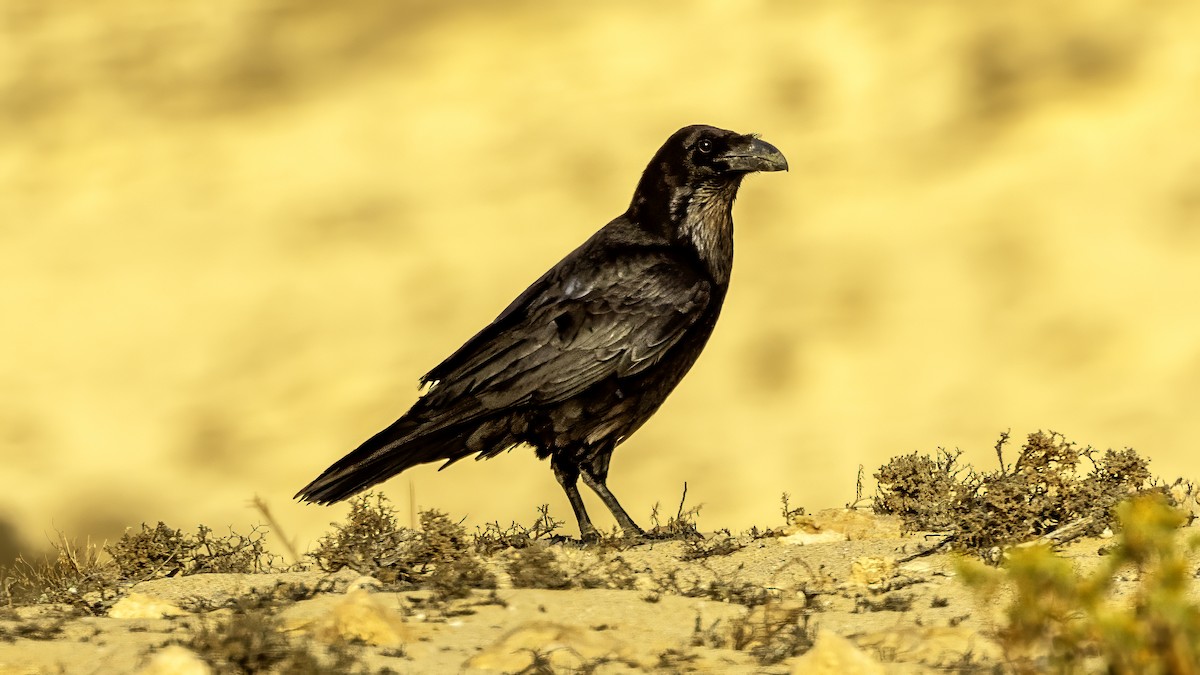 Common Raven - ML626666982