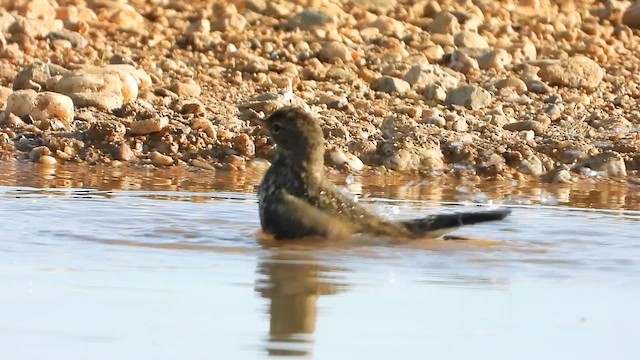 Rock Pipit - ML626666999