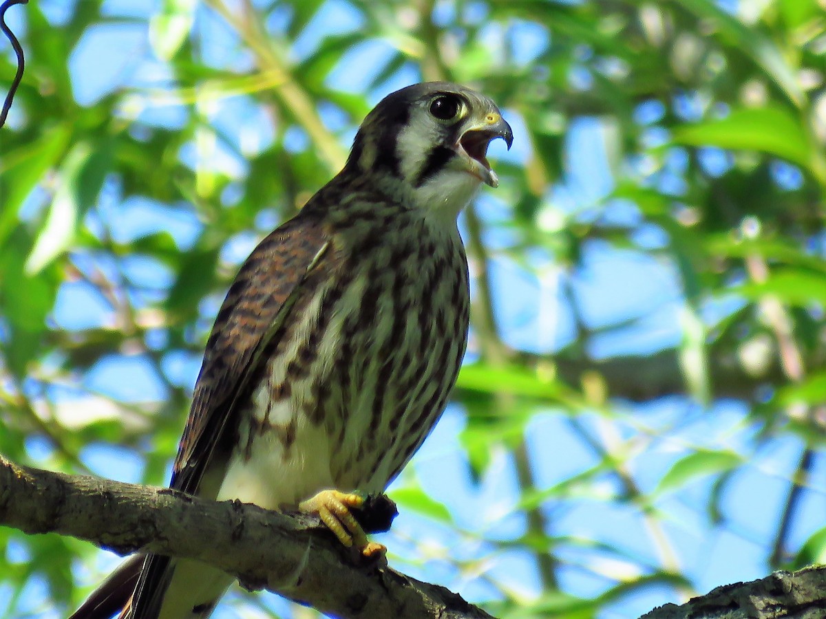 American Kestrel - Anonymous