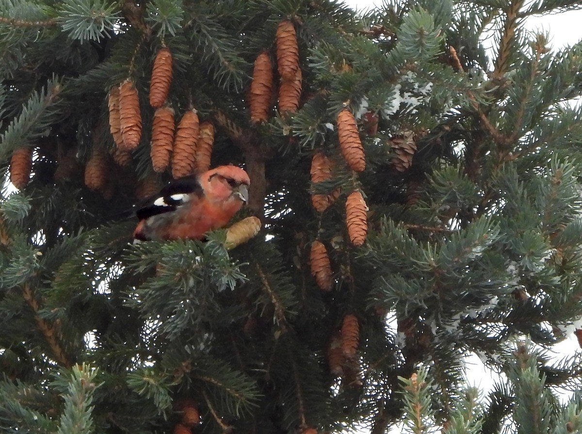 White-winged Crossbill - ML626667221