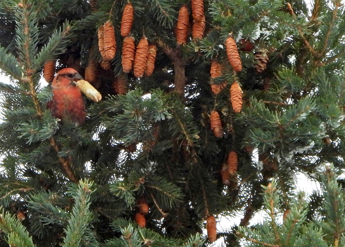 White-winged Crossbill - ML626667222