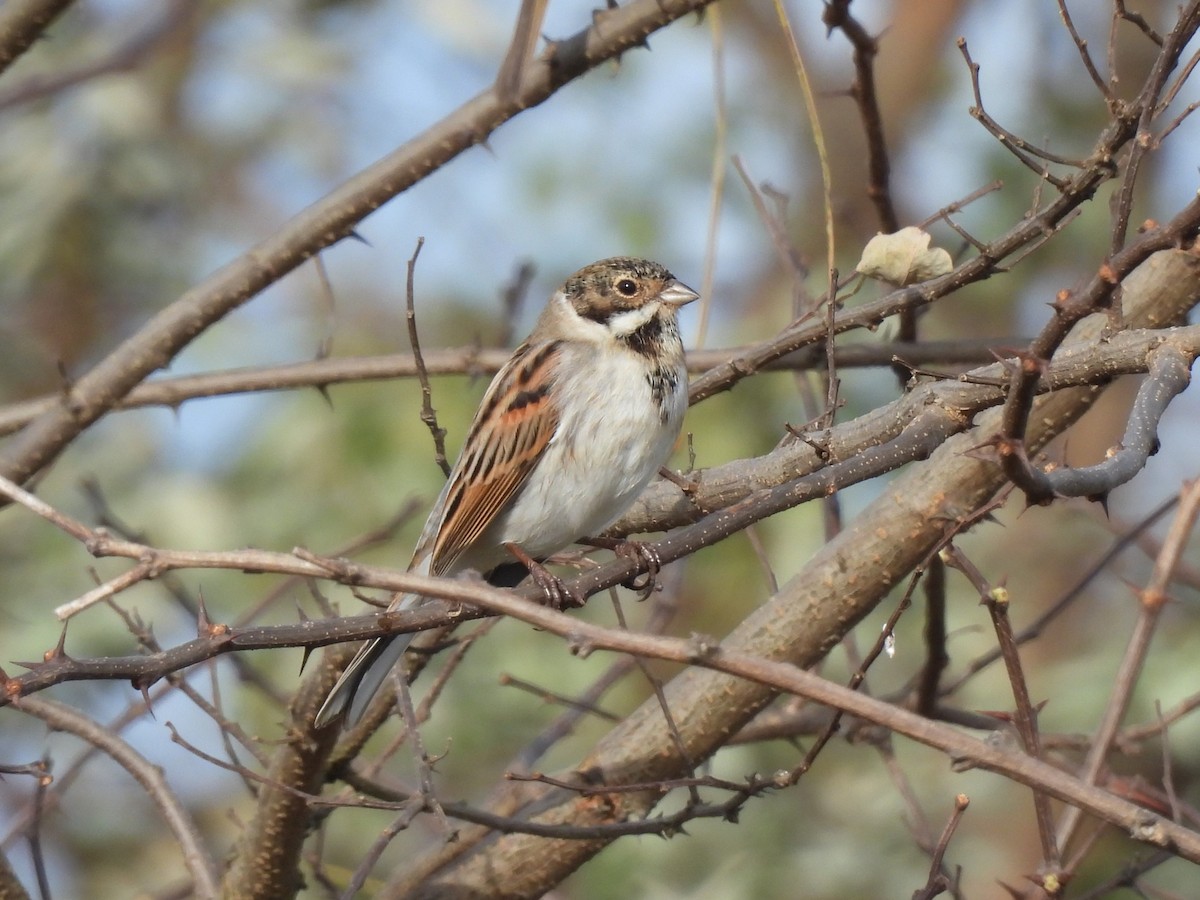 Reed Bunting - ML626667437