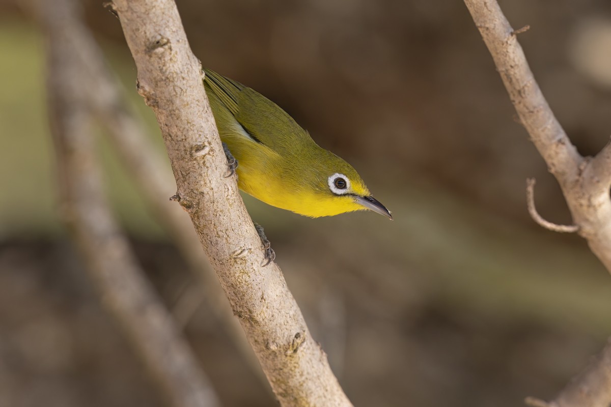 Lemon-bellied White-eye - ML626667495