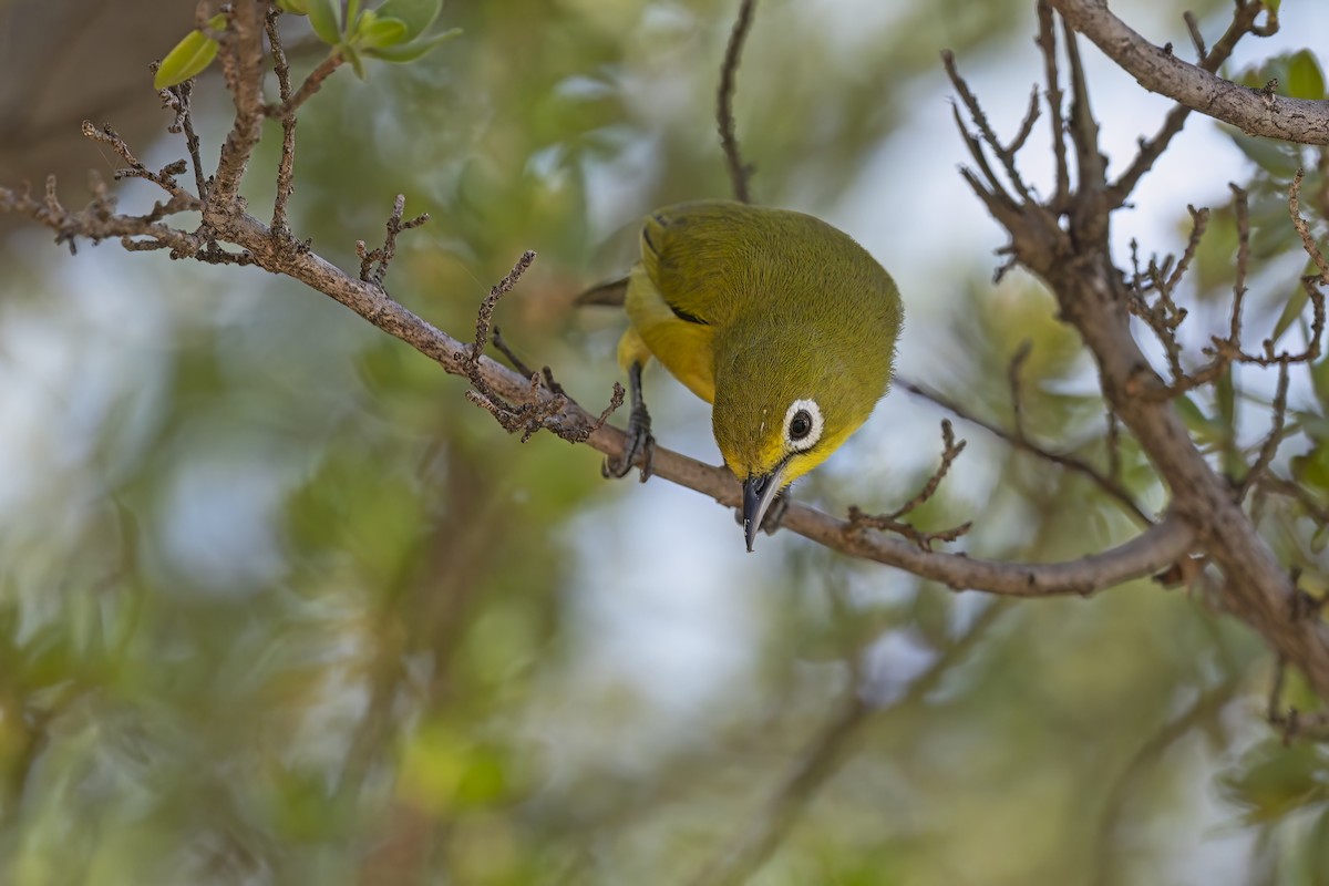 Lemon-bellied White-eye - ML626667500