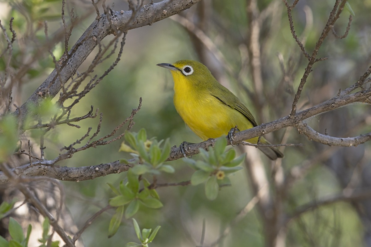 Lemon-bellied White-eye - ML626667501