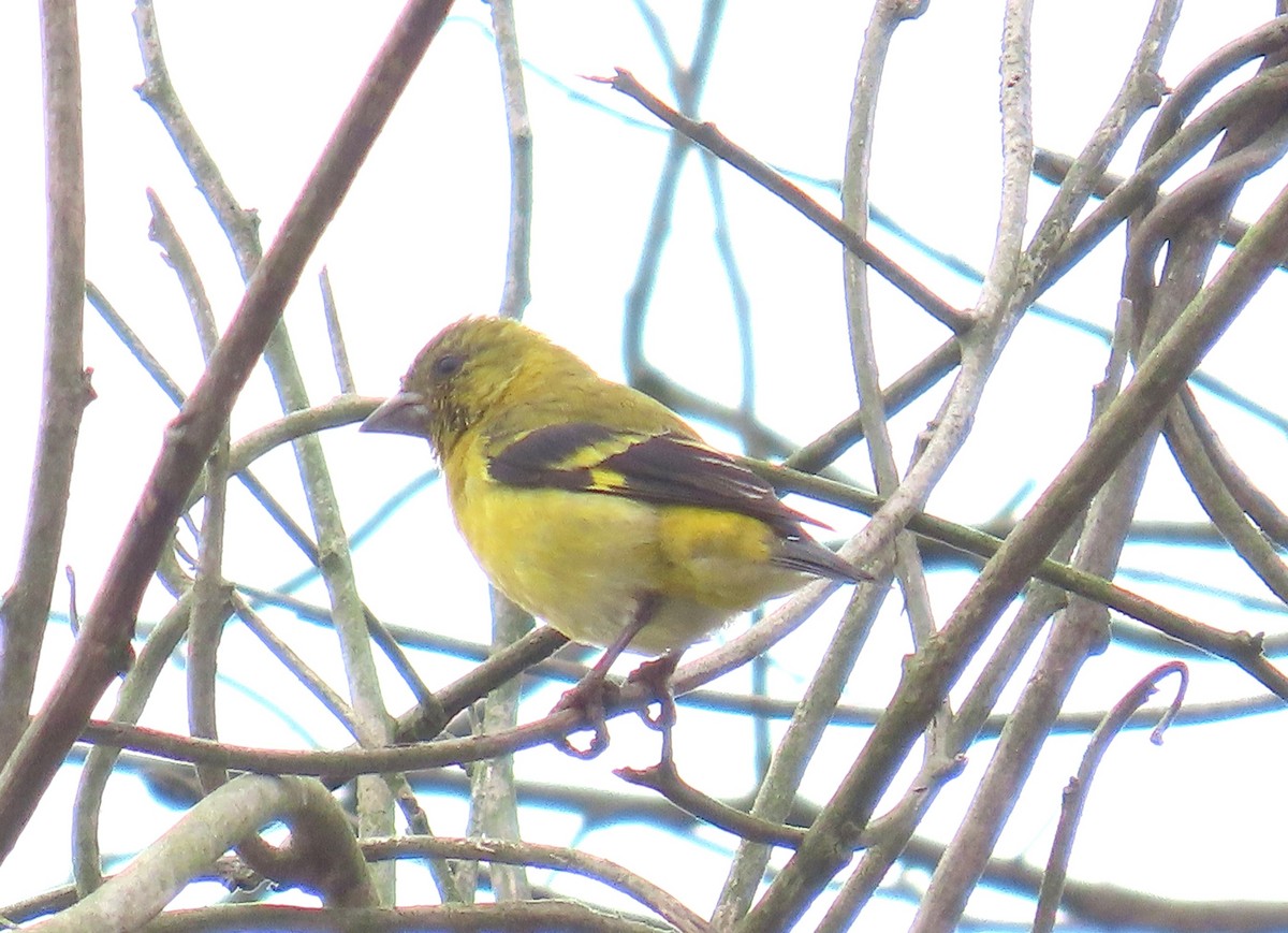 Saffron Siskin - ML626667510