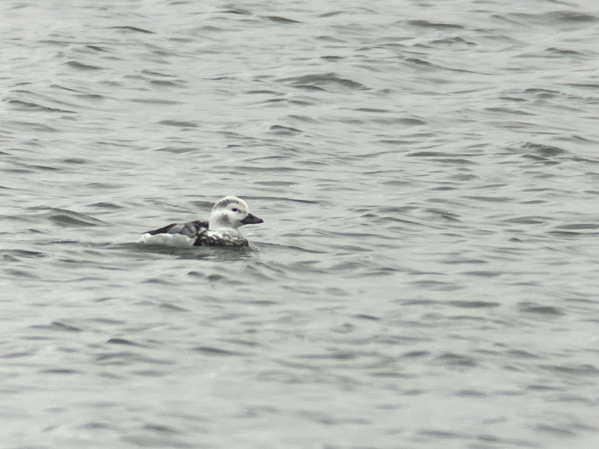 Long-tailed Duck - ML626667575