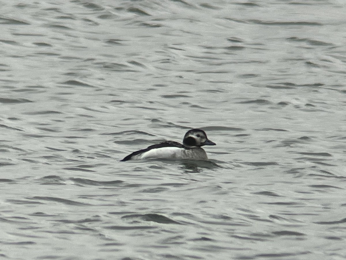 Long-tailed Duck - ML626667576