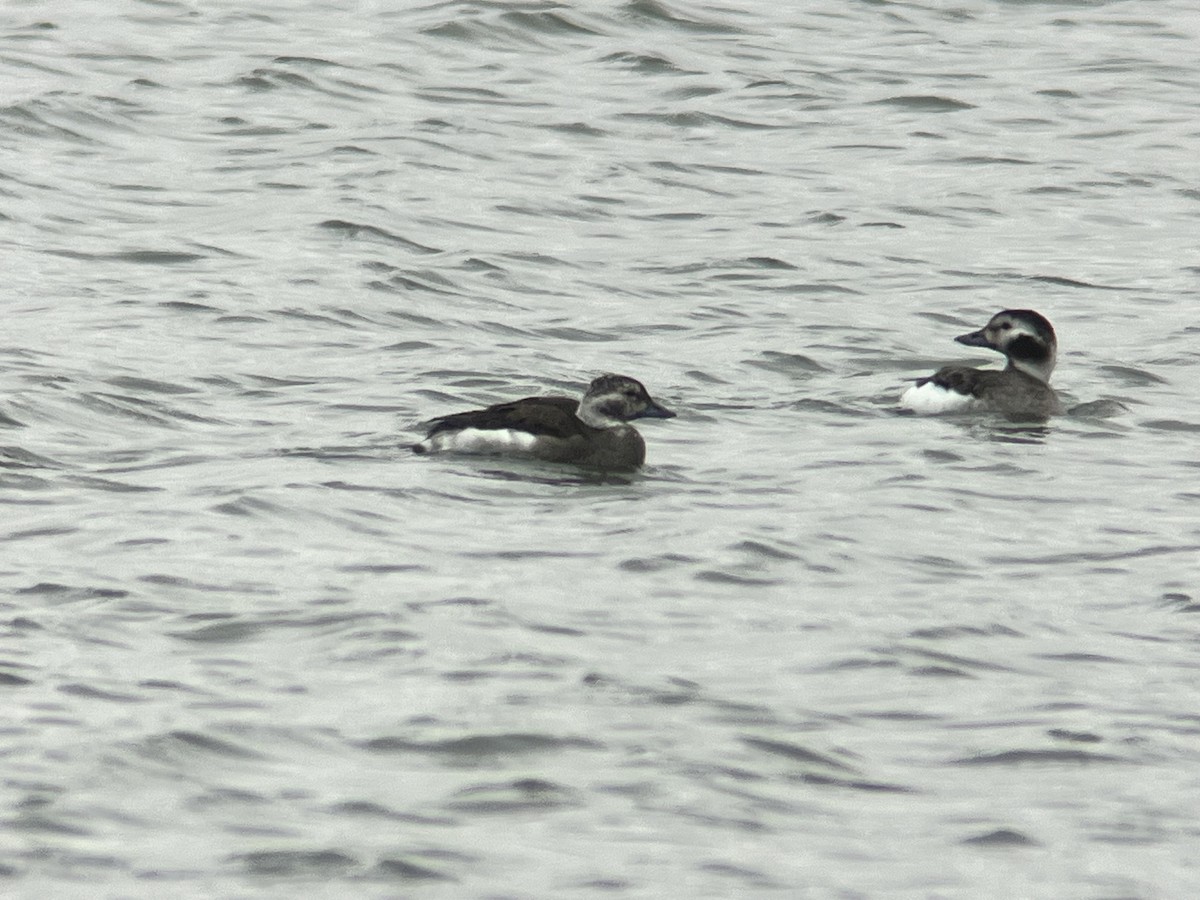 Long-tailed Duck - ML626667577