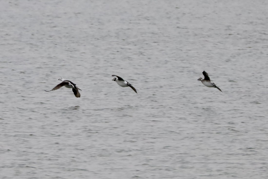 Long-tailed Duck - ML626667578