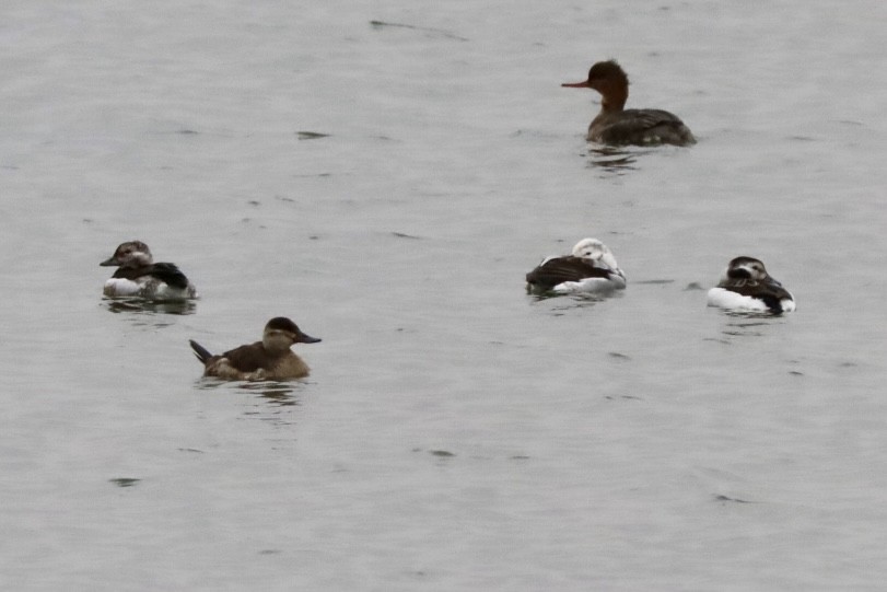 Long-tailed Duck - ML626667579