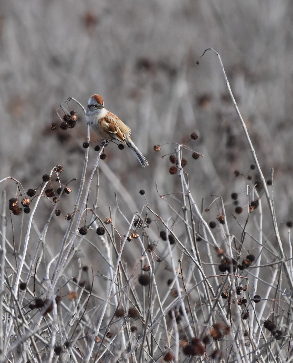 American Tree Sparrow - ML626667580