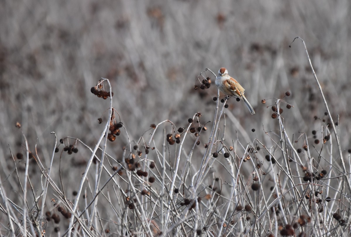 American Tree Sparrow - ML626667581