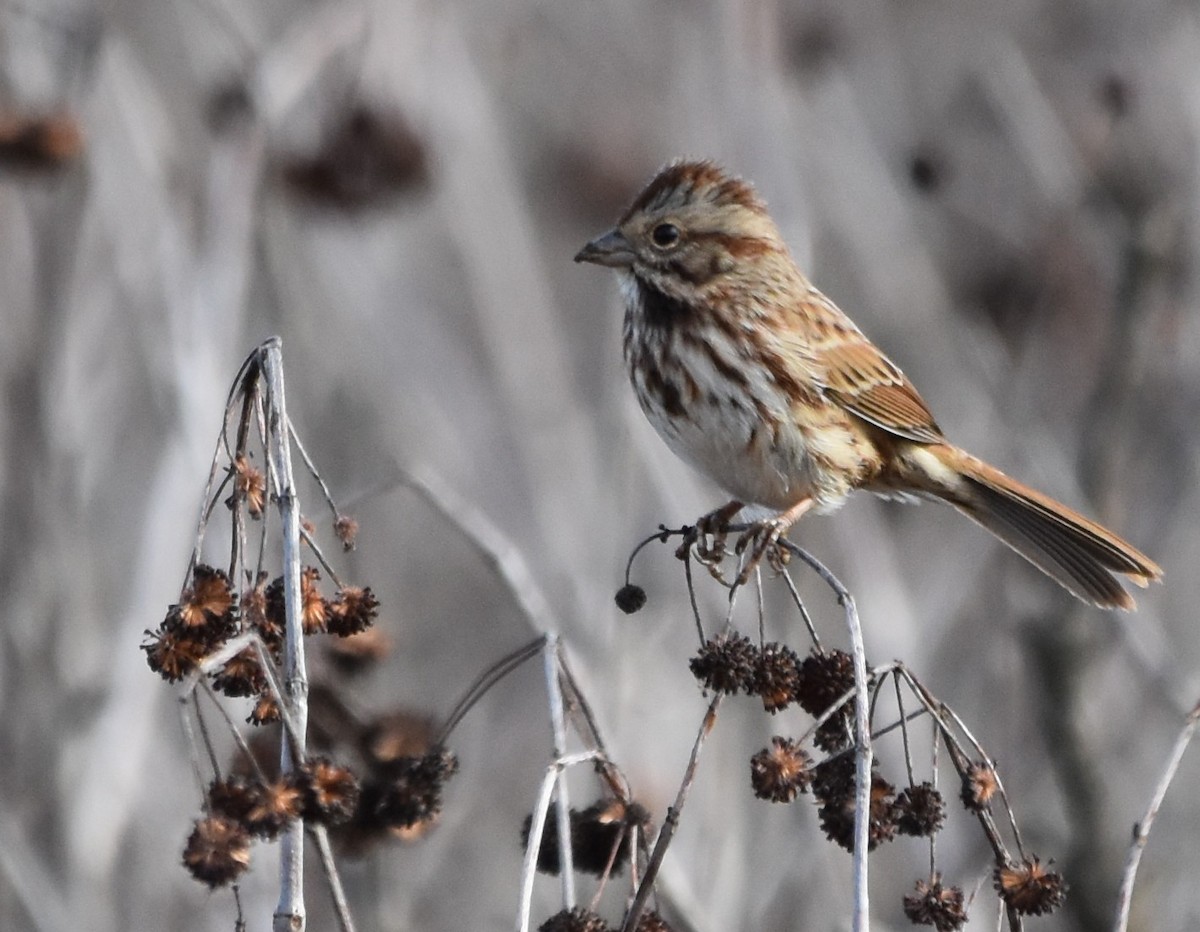 Song Sparrow - ML626667585