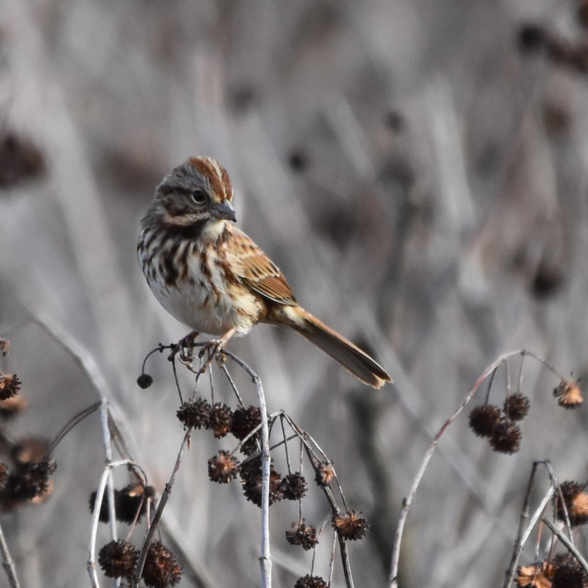 Song Sparrow - ML626667586