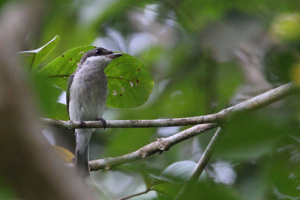 Black-winged Flycatcher-shrike - ML626667625