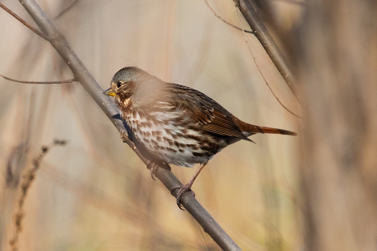 Fox Sparrow - ML626667629
