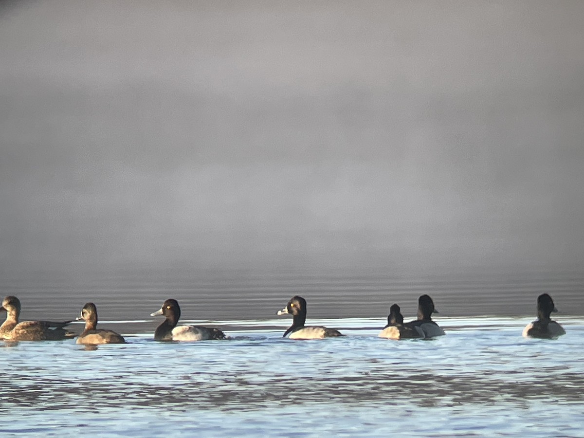 Ring-necked Duck - ML626667692
