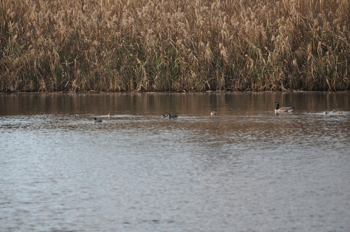 Ruddy Duck - ML626667708