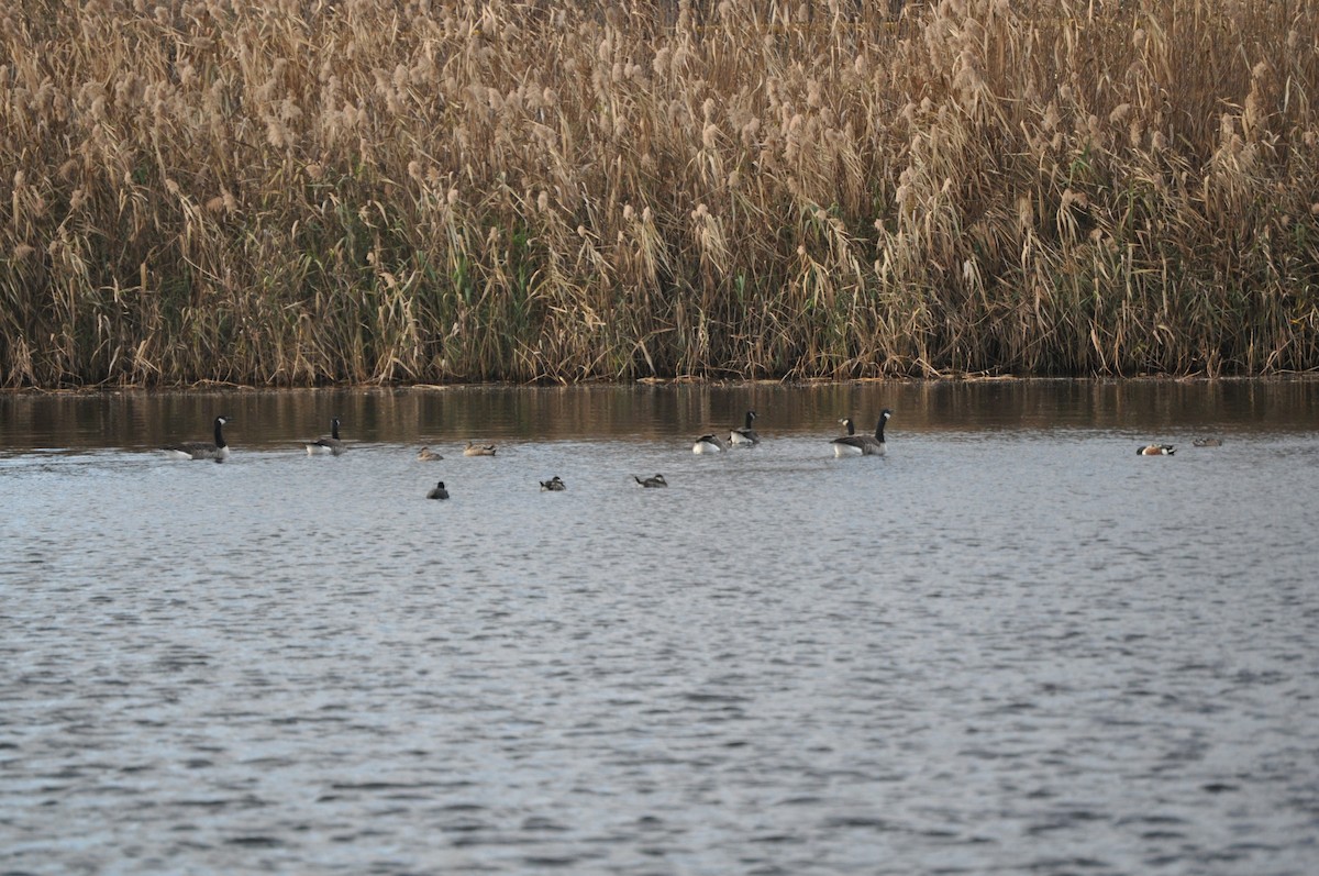 Ruddy Duck - ML626667709