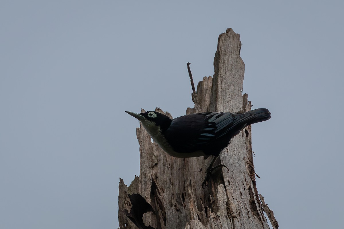 Blue Nuthatch - ML626667710