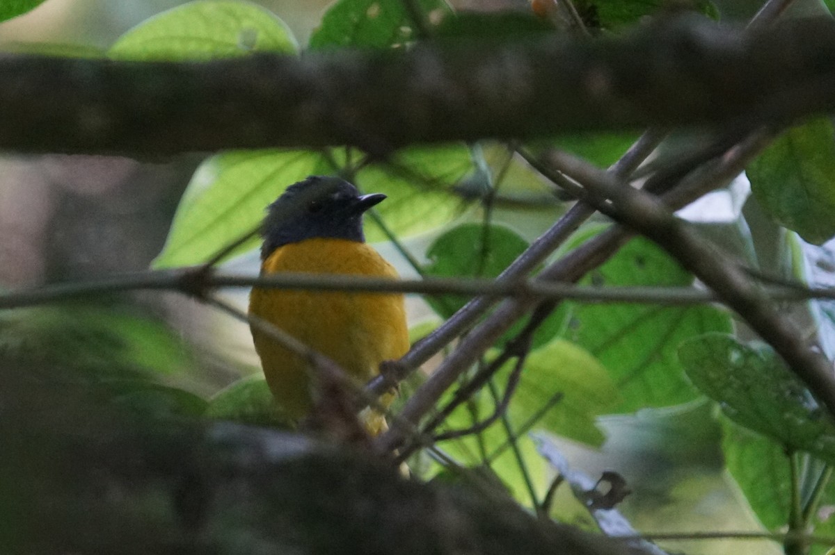 White-starred Robin - ML626667715