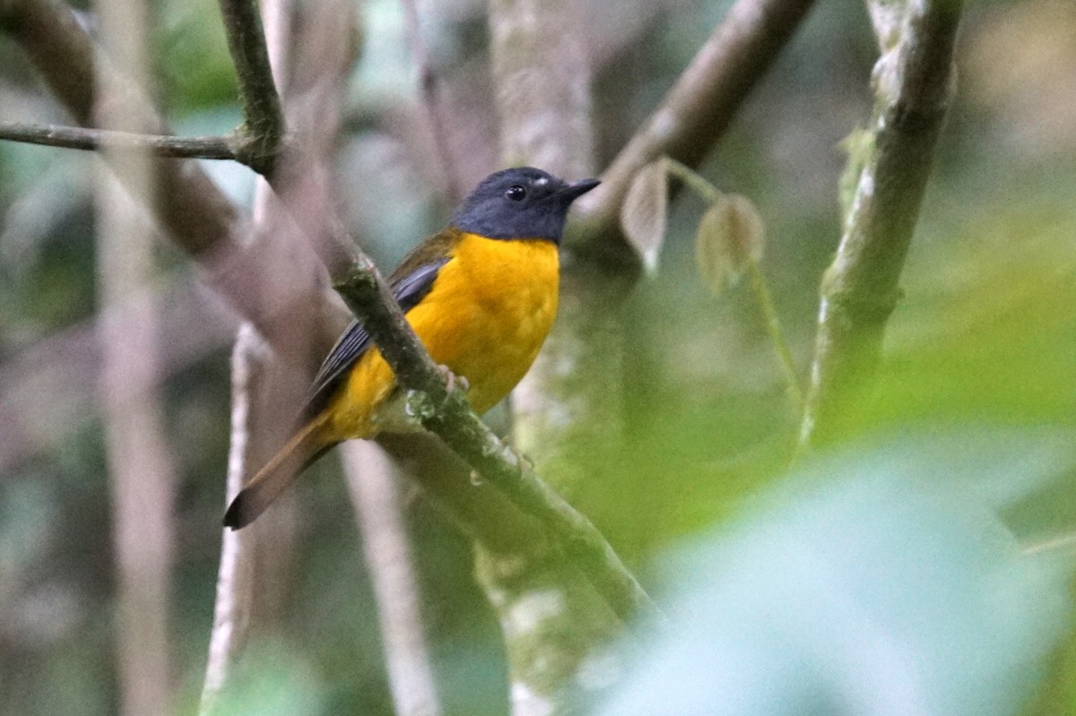 White-starred Robin - ML626667718