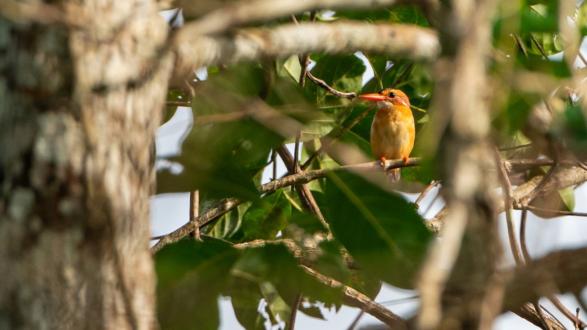 African Pygmy Kingfisher - ML626667785