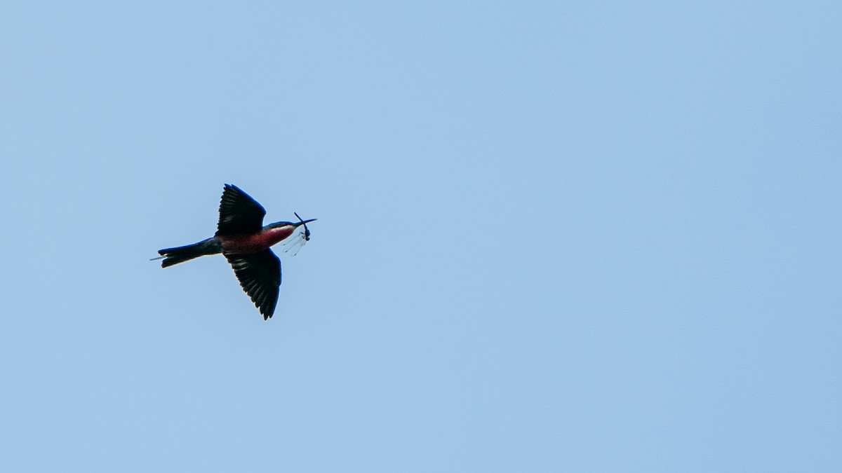 Rosy Bee-eater - ML626667812