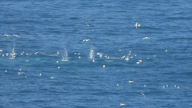 Northern Gannet - ML626667828