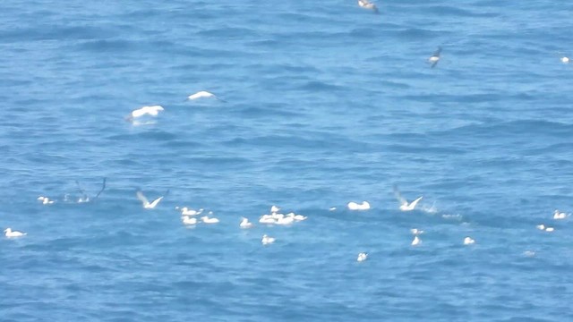 Northern Gannet - ML626667830