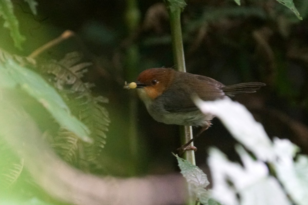 African Tailorbird - ML626667976